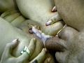 Ejaculation anale interne